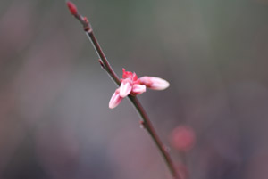 Mayberry pink buds
